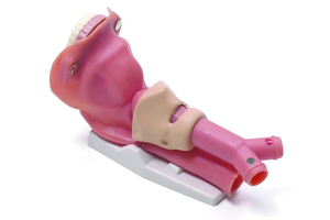 Laerdal Airway Demonstration Model